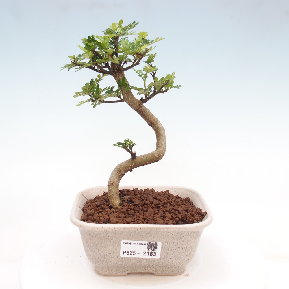 Indoor bonsai -Ligustrum chinensis - dziób ptaka