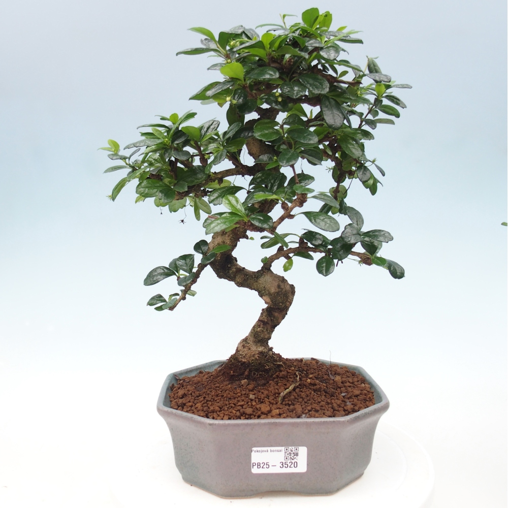 Bonsai pokojowe - Carmona macrophylla - Tea fuki