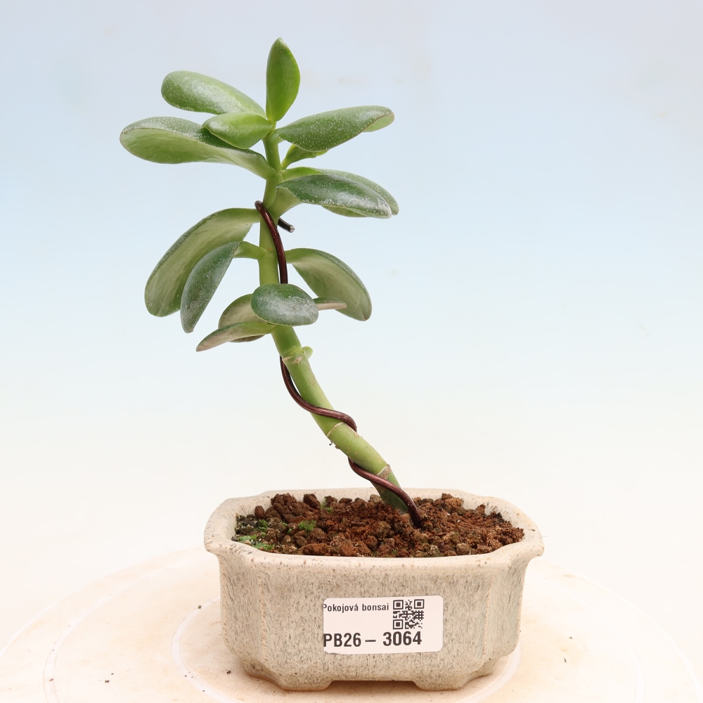 Bonsai pokojowe – Grubosz jajowaty – Crassula ovata