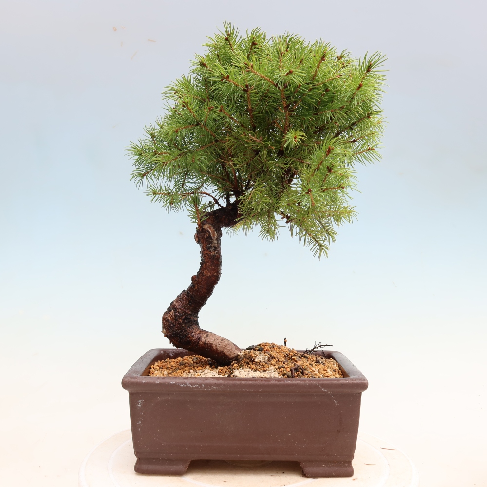 Bonsai ogrodowe – Świerk szary – Picea glauca globe