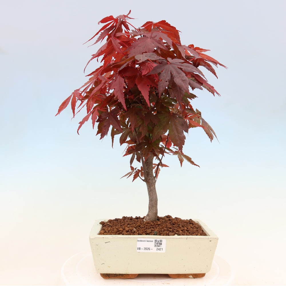 Bonsai na zewnątrz - Palma Acer. Atropurpureum-Javor palmate