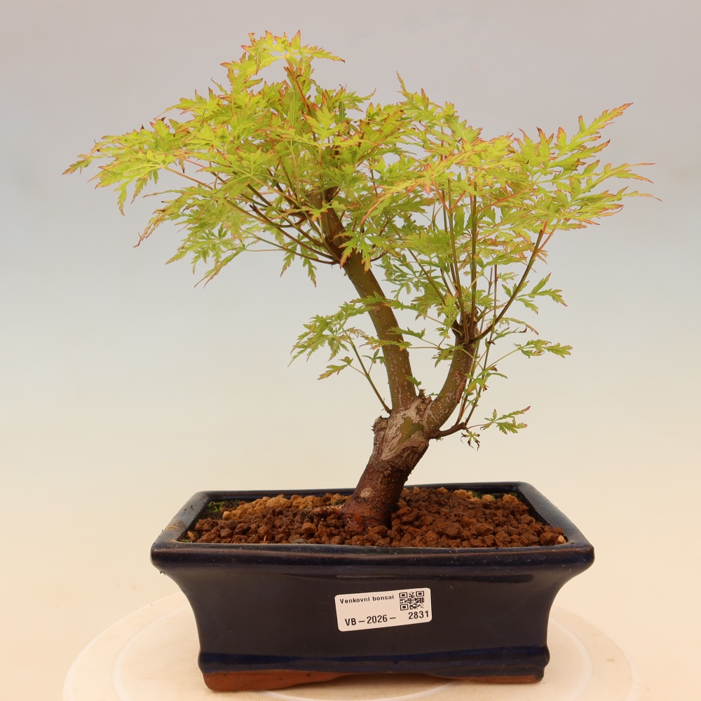 Bonsai ogrodowe – Acer palmatum Dissectum – klon palmowy 