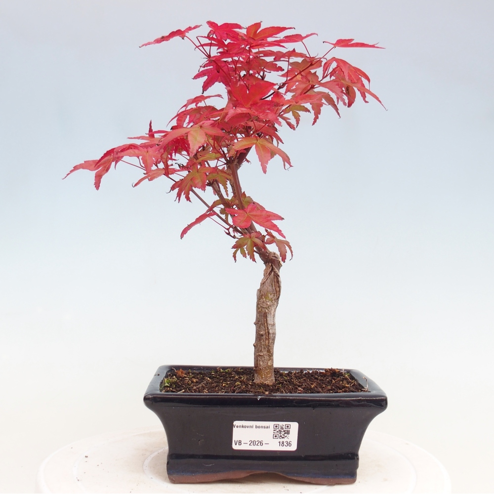 Outdoor bonsai - Acer palmatum DESHOJO
