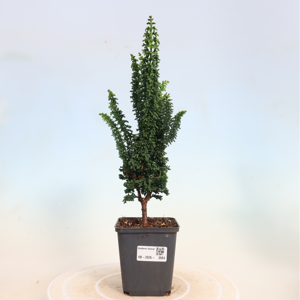 Bonsai zewnętrzne - Cham. obtusa SEKKA HINOKI - Cyprys