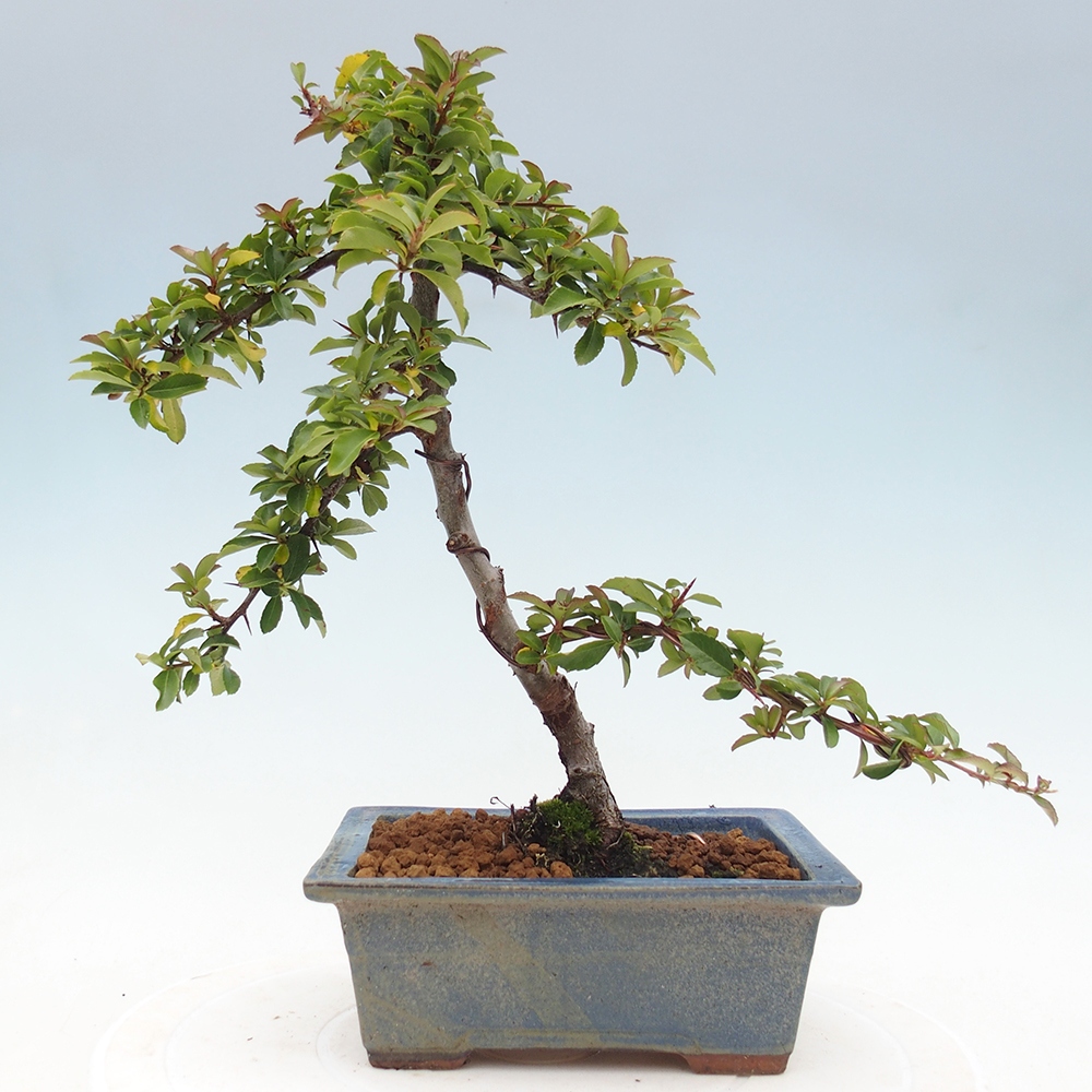 Outdoor bonsai-Pyracantha Teton -Hlox