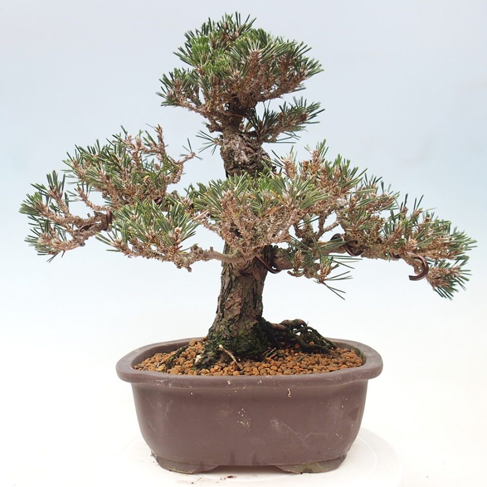 Outdoor bonsai - Pinus thunbergii Kotobuki - Sosna Thunberga