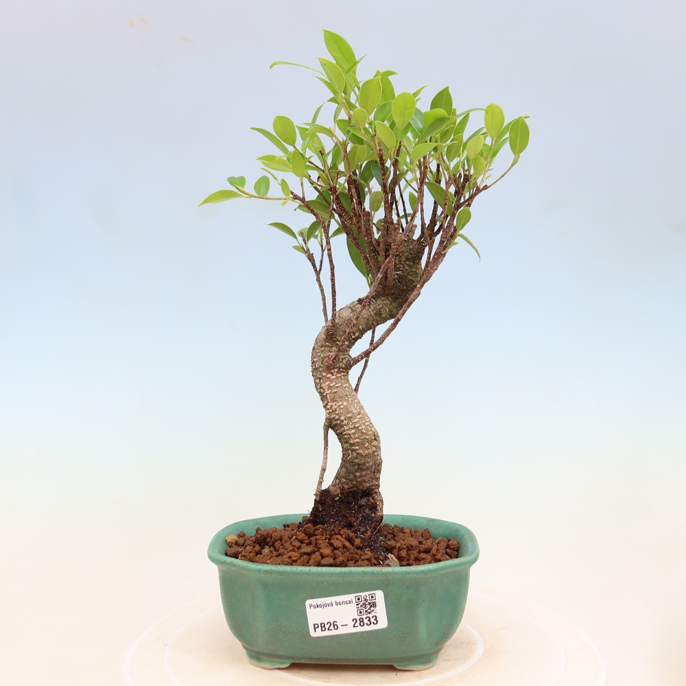 Pokój bonsai - Ficus kimmen - figowiec drobnolistny