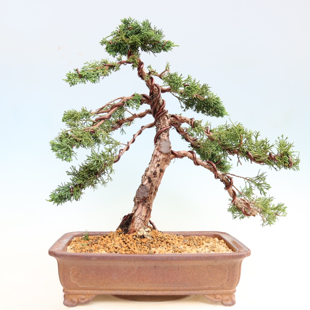 Outdoor bonsai - Juniperus chinensis Kishu