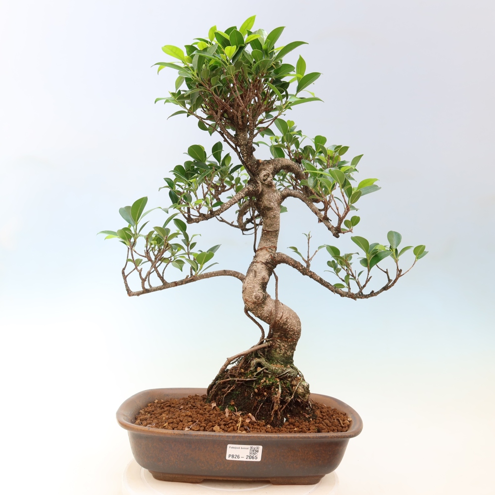 Pokój bonsai - Ficus kimmen - figowiec drobnolistny