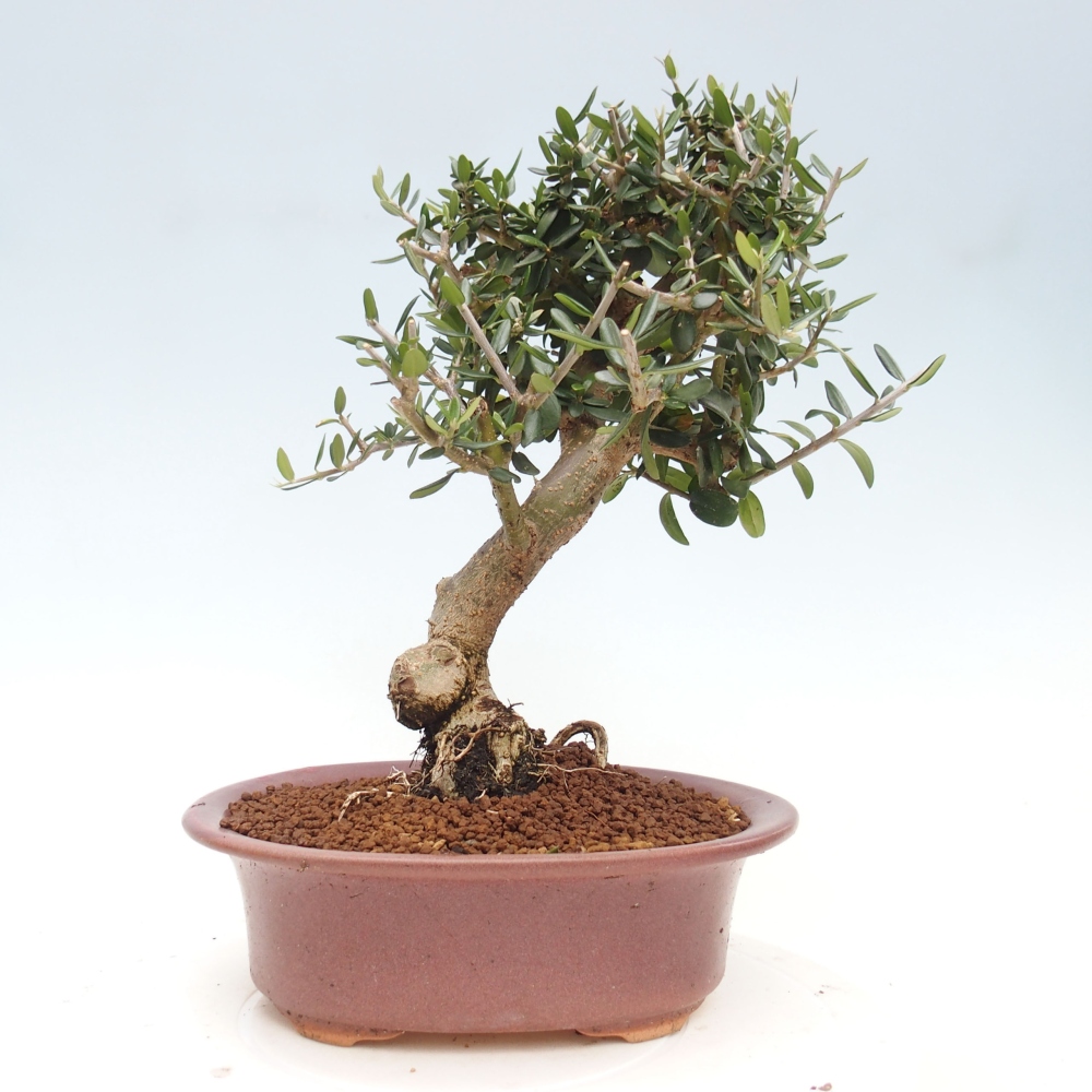 Kryte bonsai - Olea europaea sylvestris - Europejska oliwa z małych liści