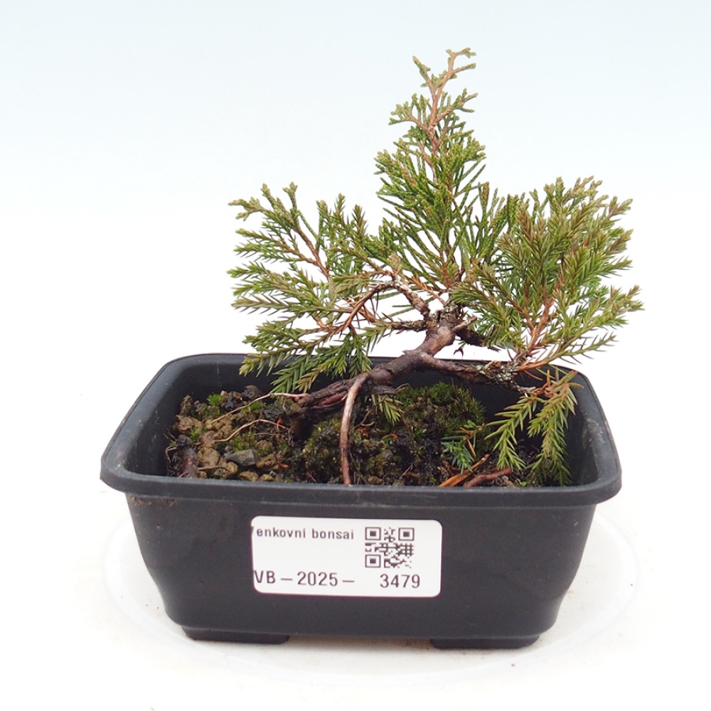 Outdoor bonsai - Juniperus chinensis Itoigawa - Jałowiec chiński