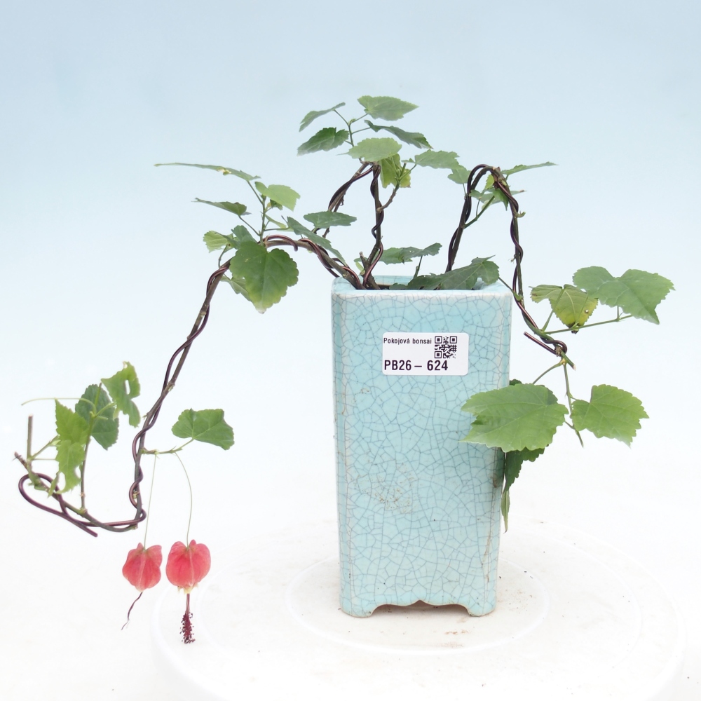 Bonsai domowe - Abutilon Big Bell - Cloudberry