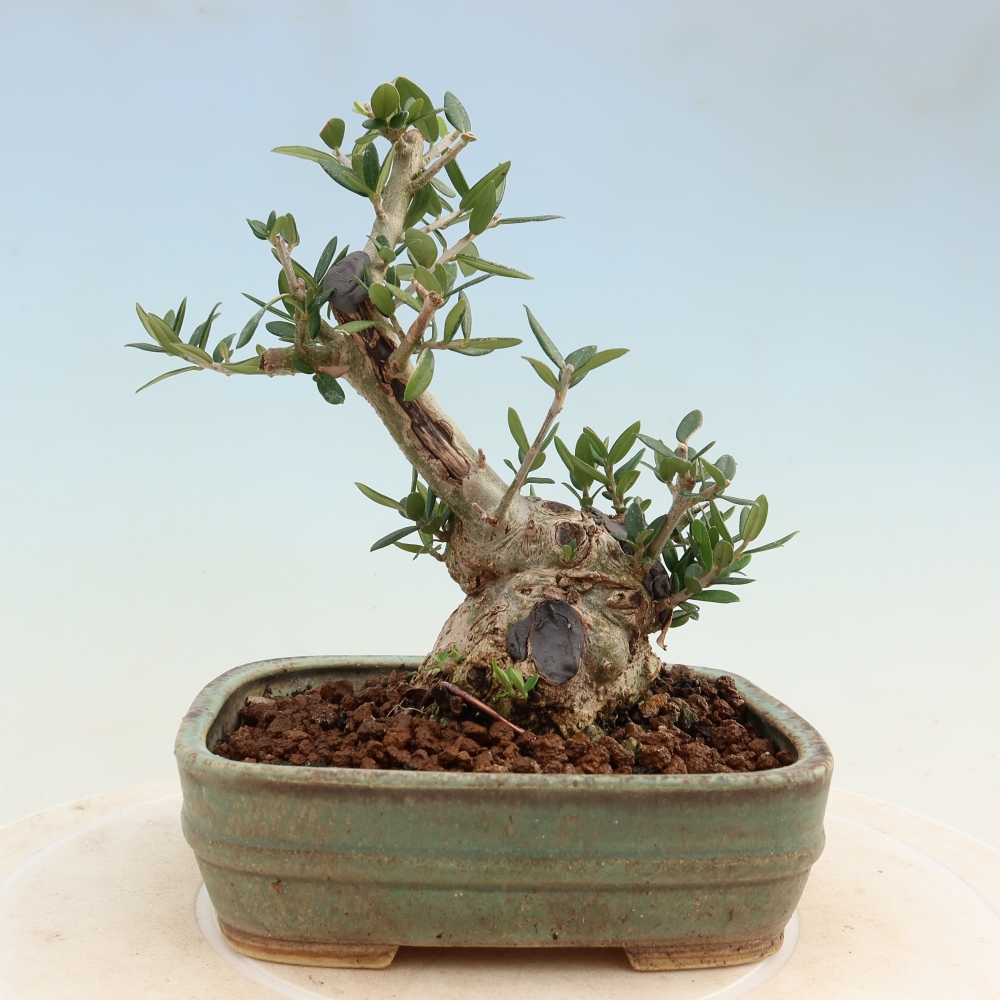 Bonsai do wnętrz - Olea europaea sylvestris