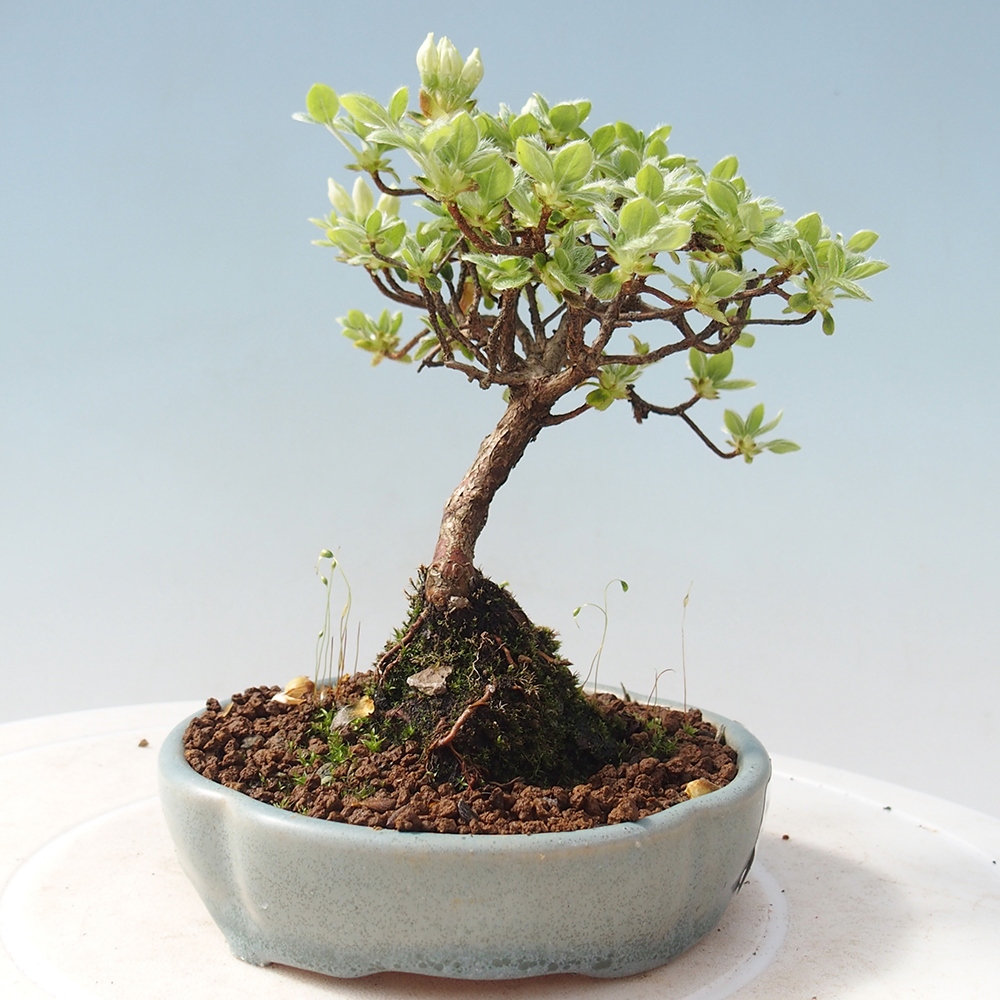 Outdoor bonsai - Rododendron indicum - Azalia japońska