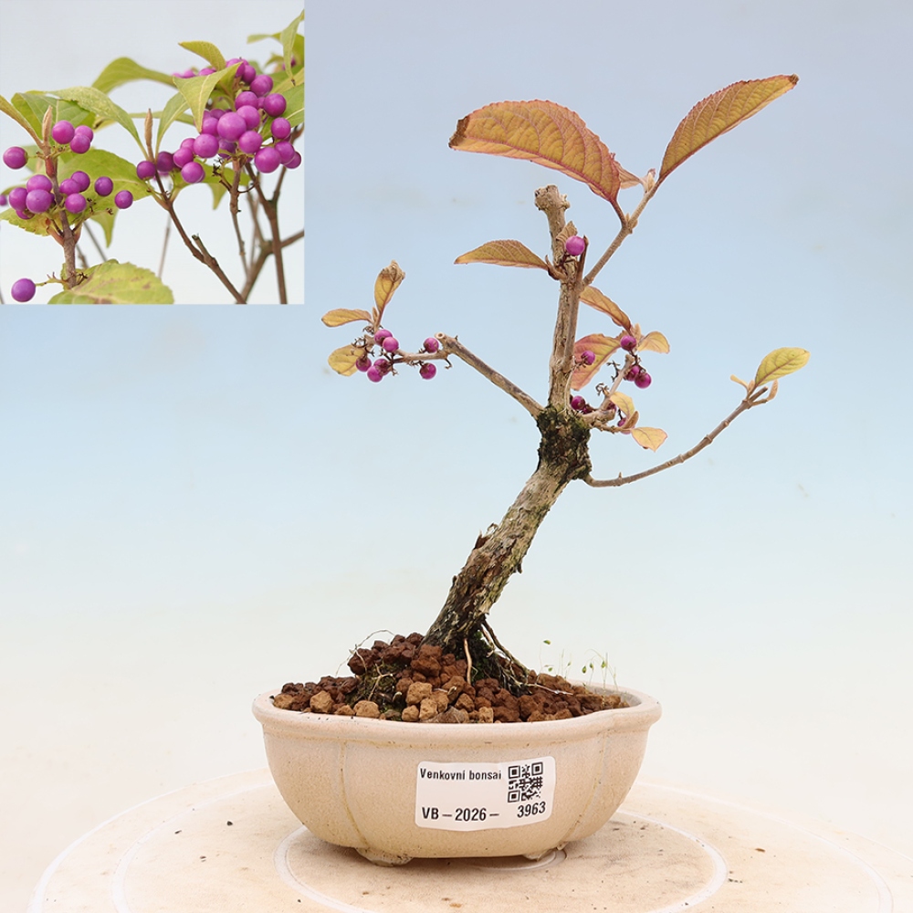 Bonsai ogrodowe – pięknoowocówka – Callicarpa bodinierova ‘Profusion’