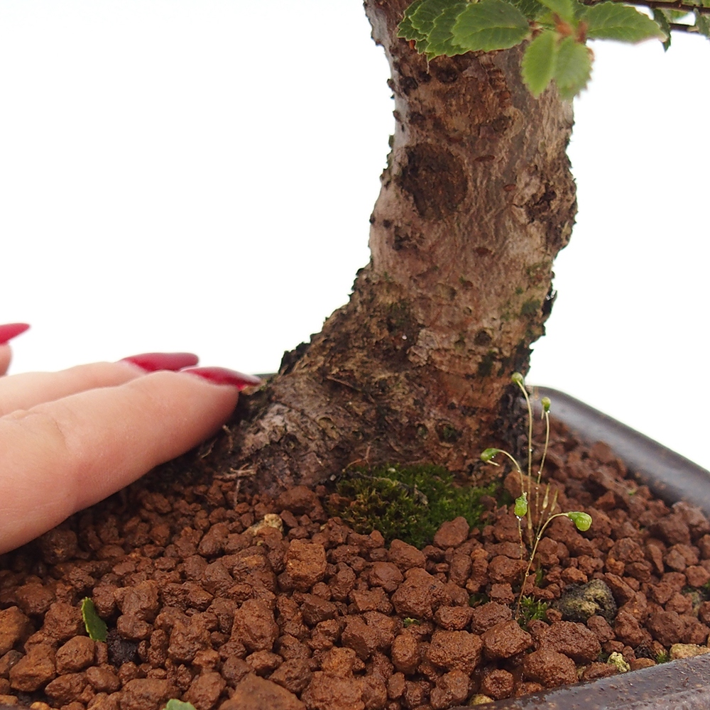 Bonsai zewnętrzne - Ulmus parvifolia Hokkaido - wiąz chiński