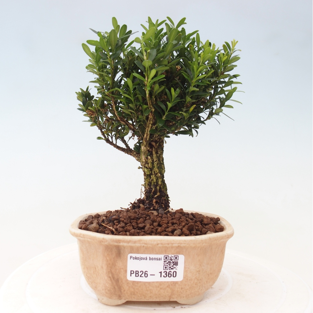 Pokój bonsai - Buxus harlandii - buxus korkowy