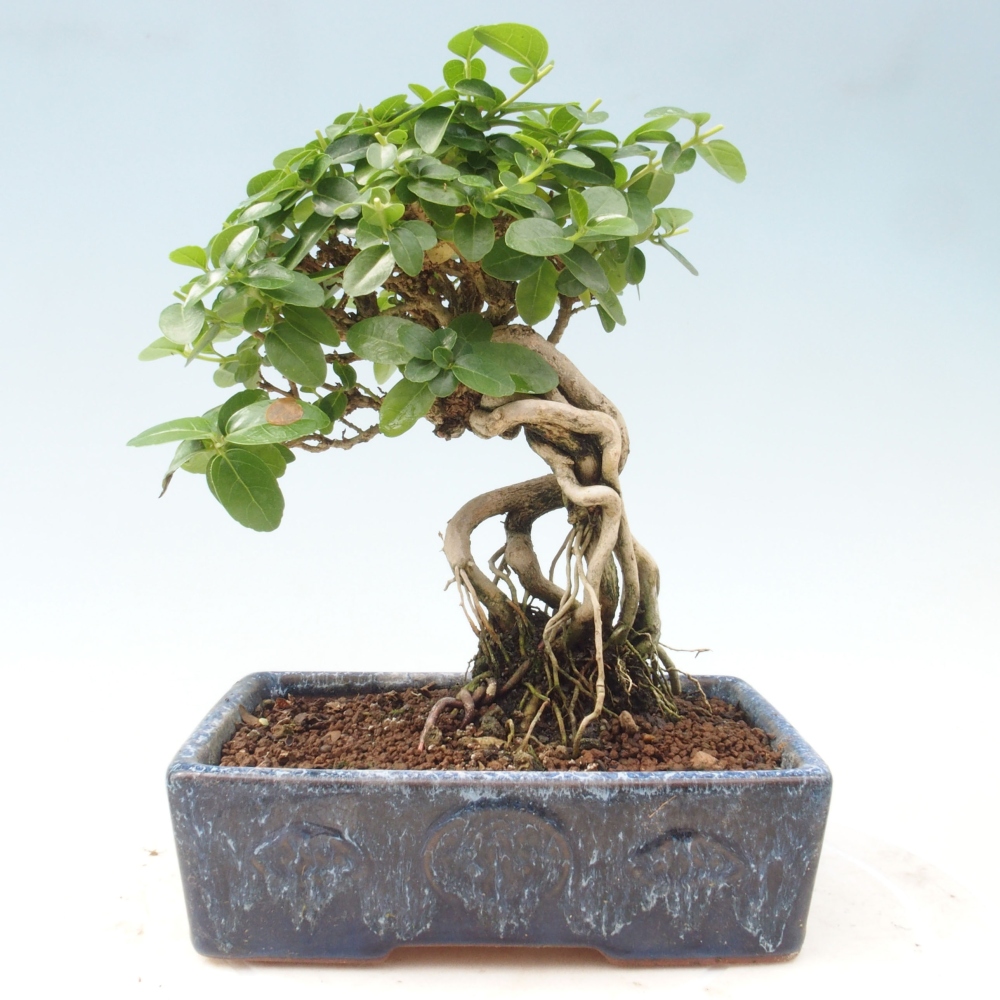 Bonsai wewnętrzne - Premna serratifolia - Kozlovon drobnolistny