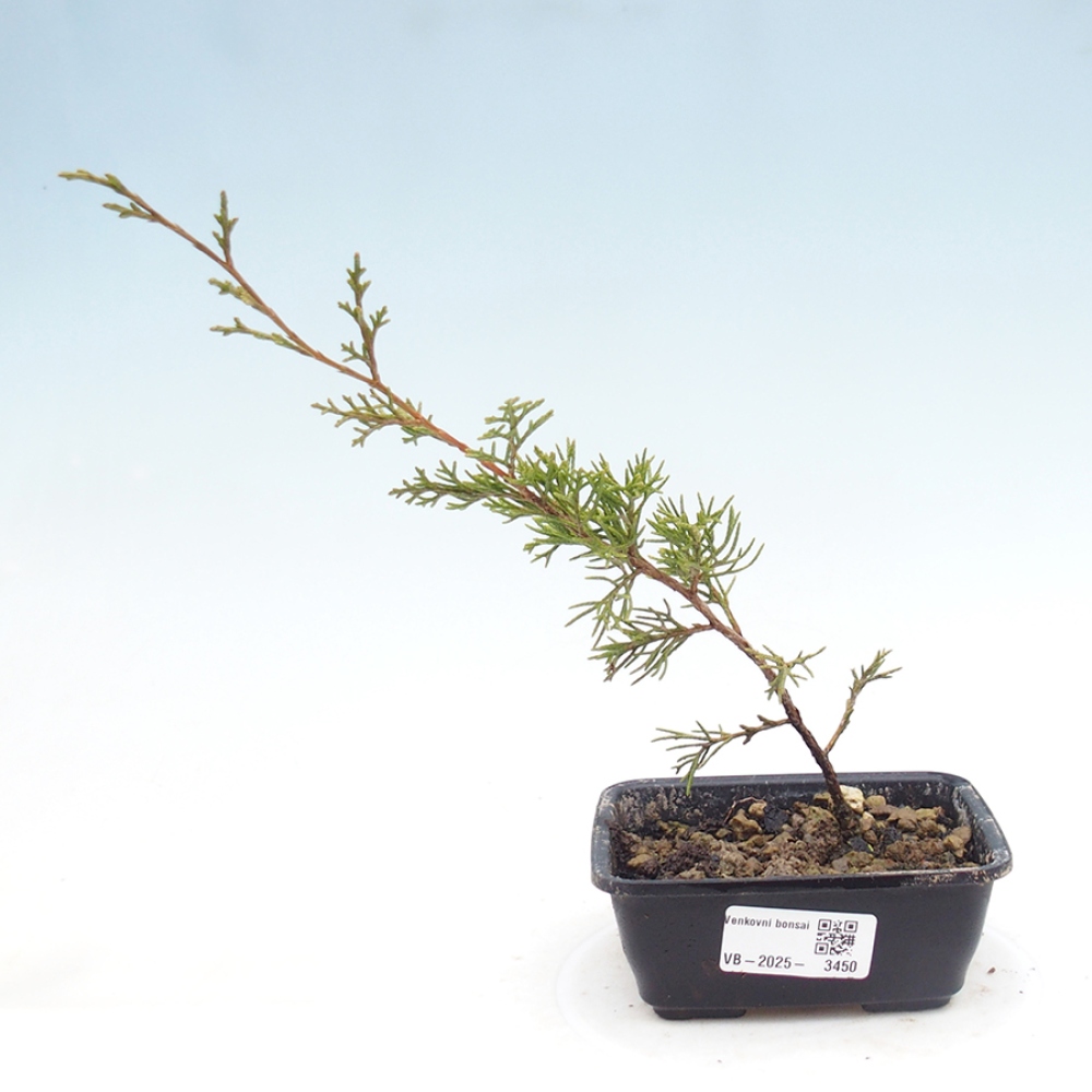 Outdoor bonsai - Juniperus chinensis Itoigawa