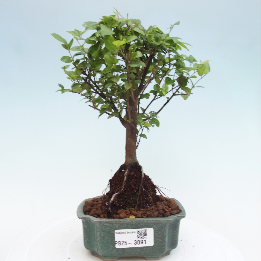 Kryty bonsai - Sagerécie thea - Sagerécie thea