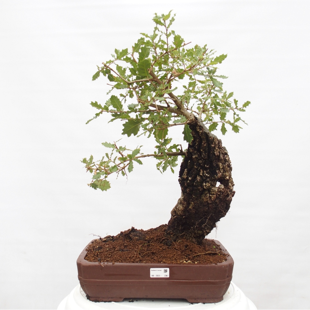 Yamadori - Quercus Ilex - Dąb ostrokrzewowy