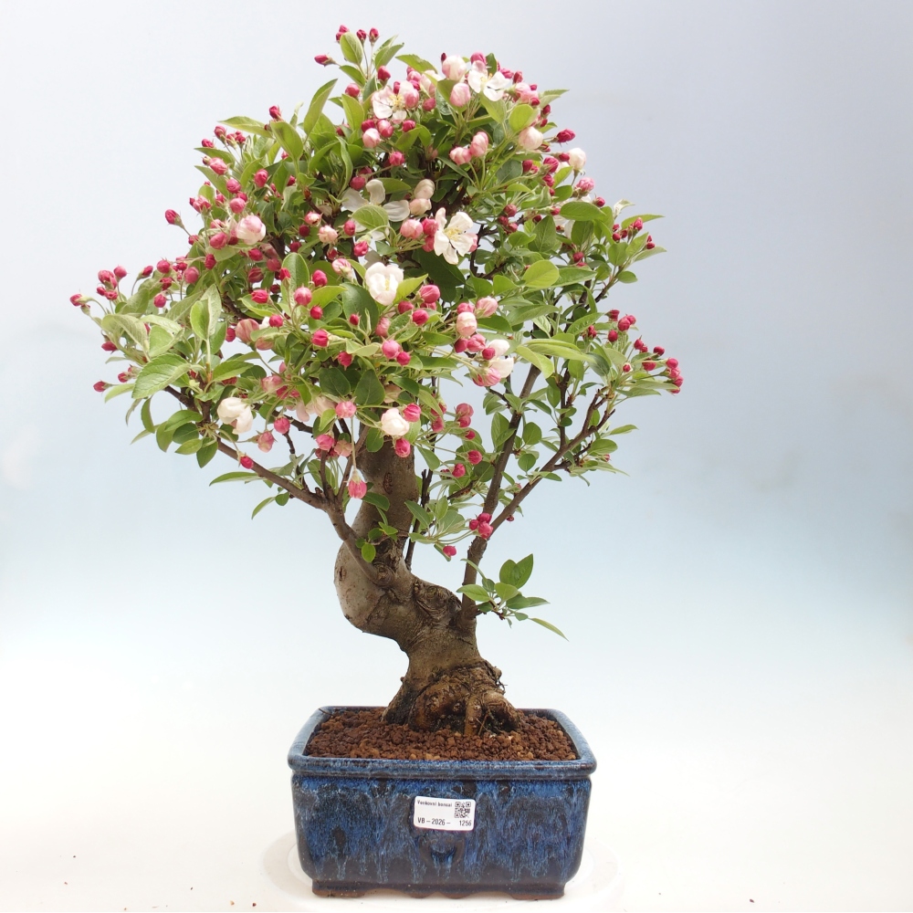 Outdoor bonsai - Malus halliana - Jabłoń drobnoowocowa