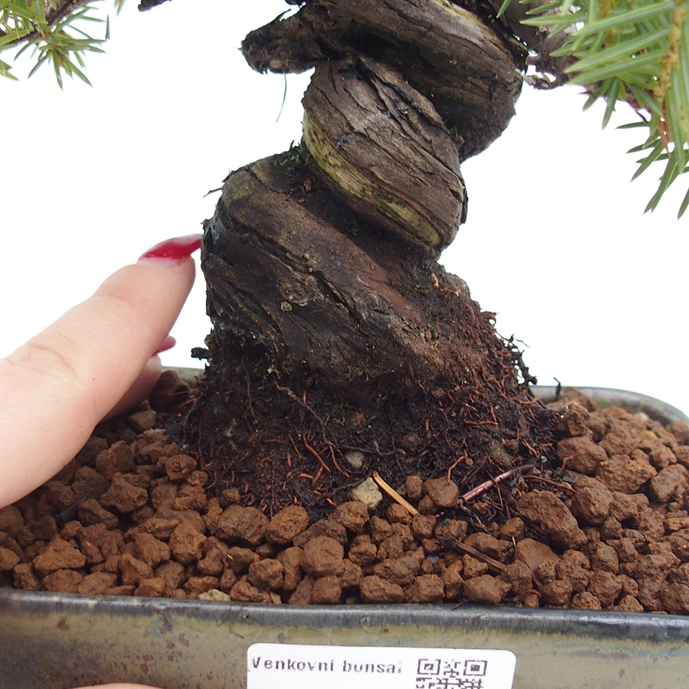 Outdoor bonsai - Juniper rigida - Juniperus rigida