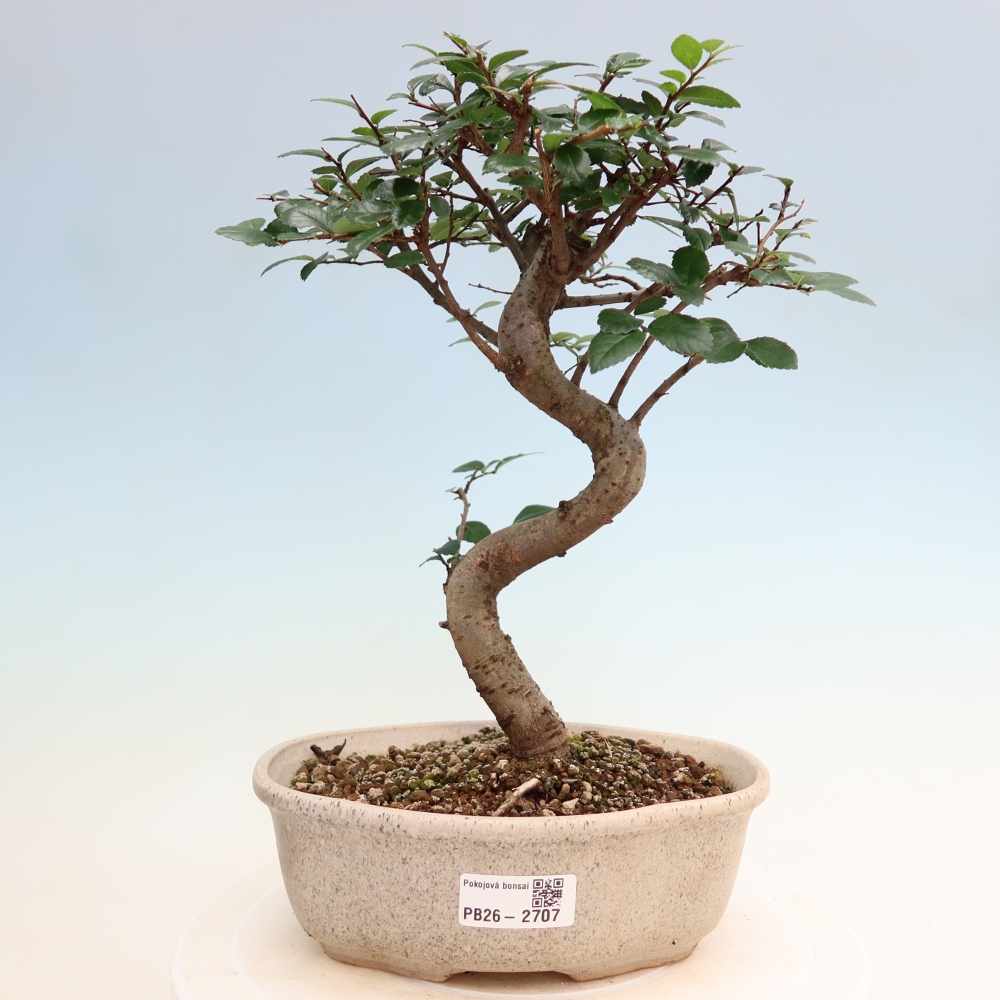 Pokój bonsai - Ulmus parvifolia - Wiąz drobnolistny