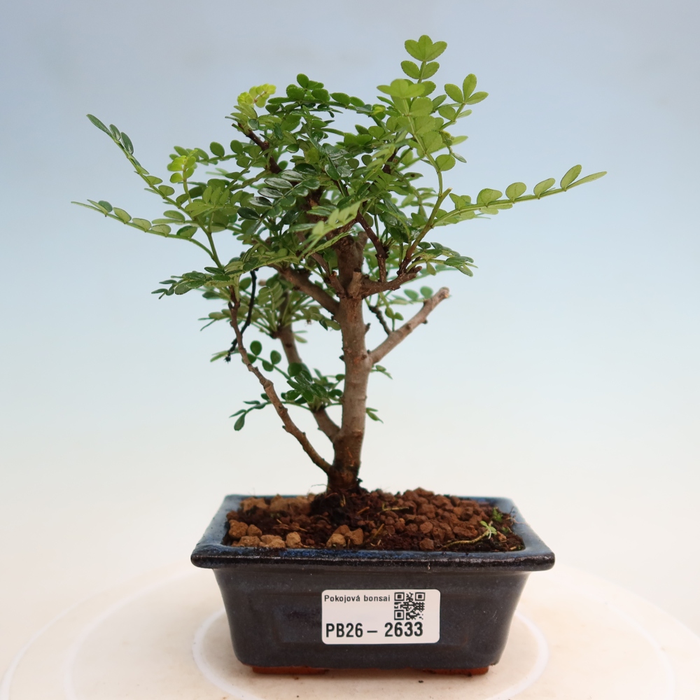 Pokój bonsai - Zantoxylum piperitum - drzewo pieprzowe