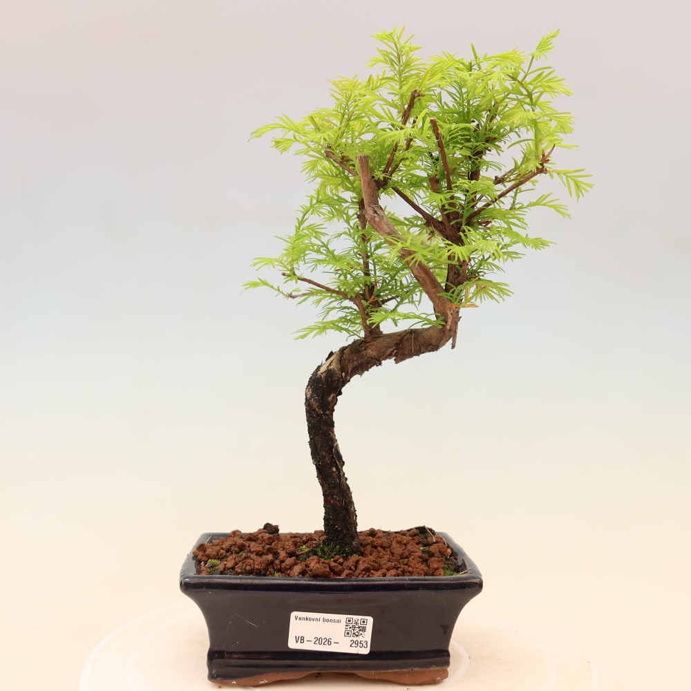 Outdoor bonsai - Metasequoia glyptostroboides - Metasekwoja chińska