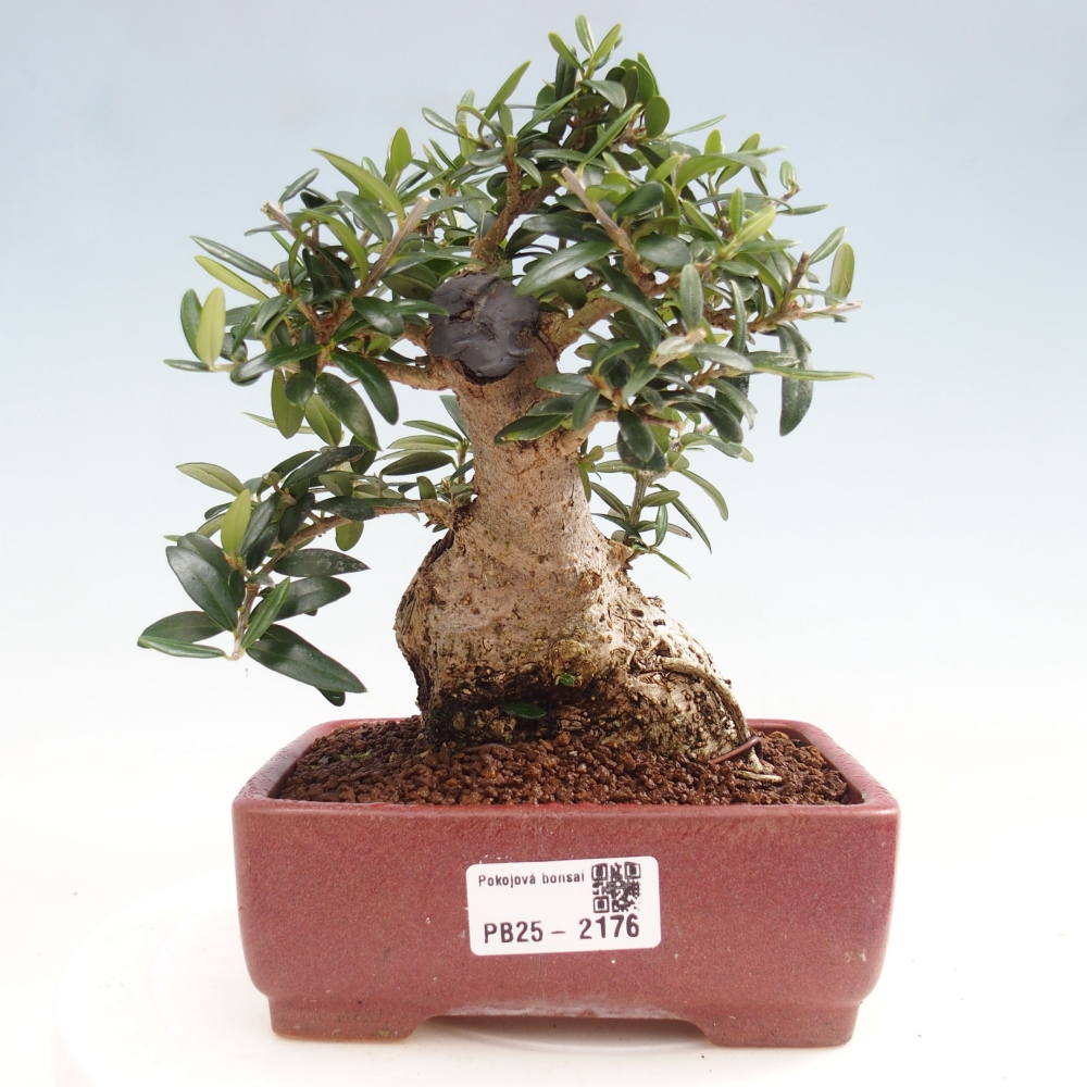 Kryte bonsai - Olea europaea sylvestris - Europejska oliwa z małych liści