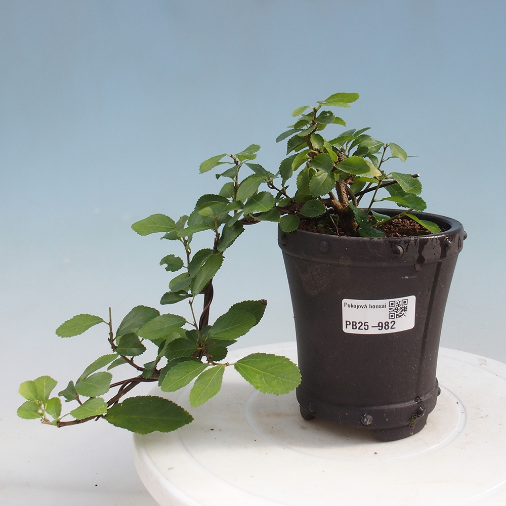 Kryty bonsai - Grewia occidentalis - Lawendowa gwiazda