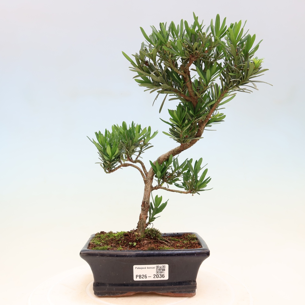 Pokój bonsai - Podocarpus - Kamienny cis