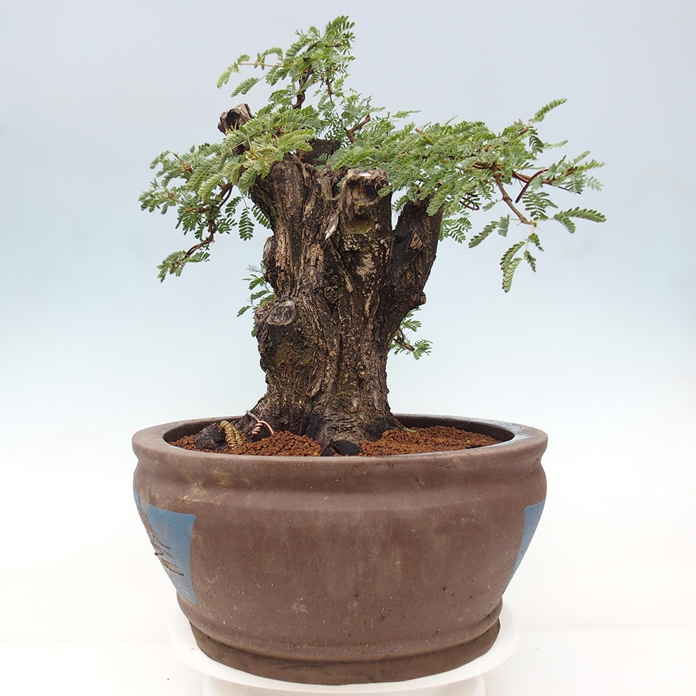 Bonsai do wnętrz - Akacia Arabica