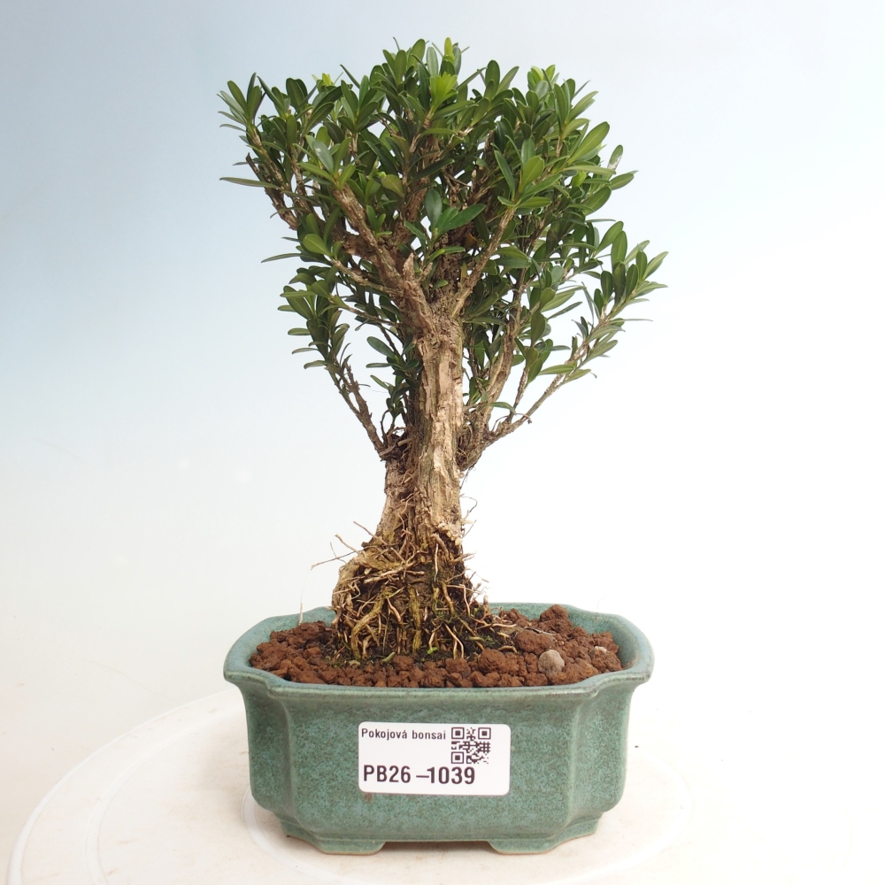 Pokój bonsai - Buxus harlandii - buxus korkowy
