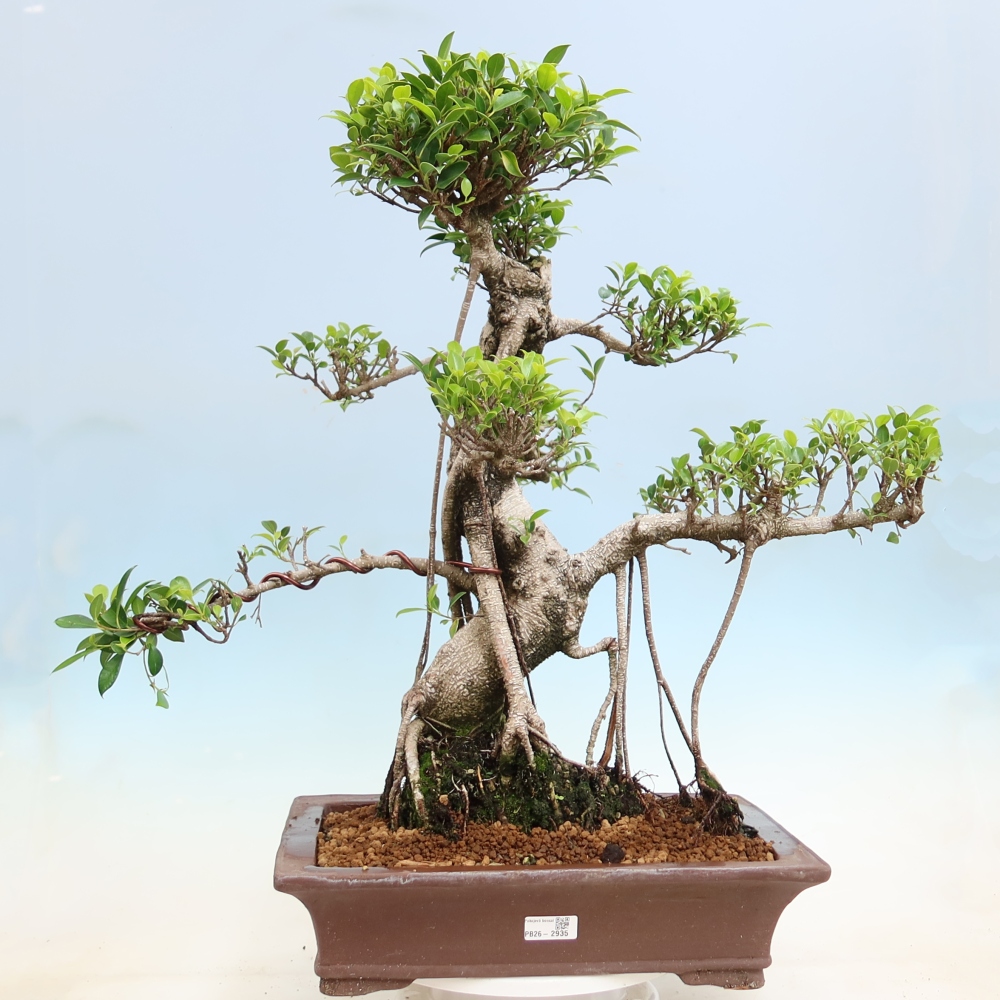 Pokój bonsai - Ficus kimmen - figowiec drobnolistny