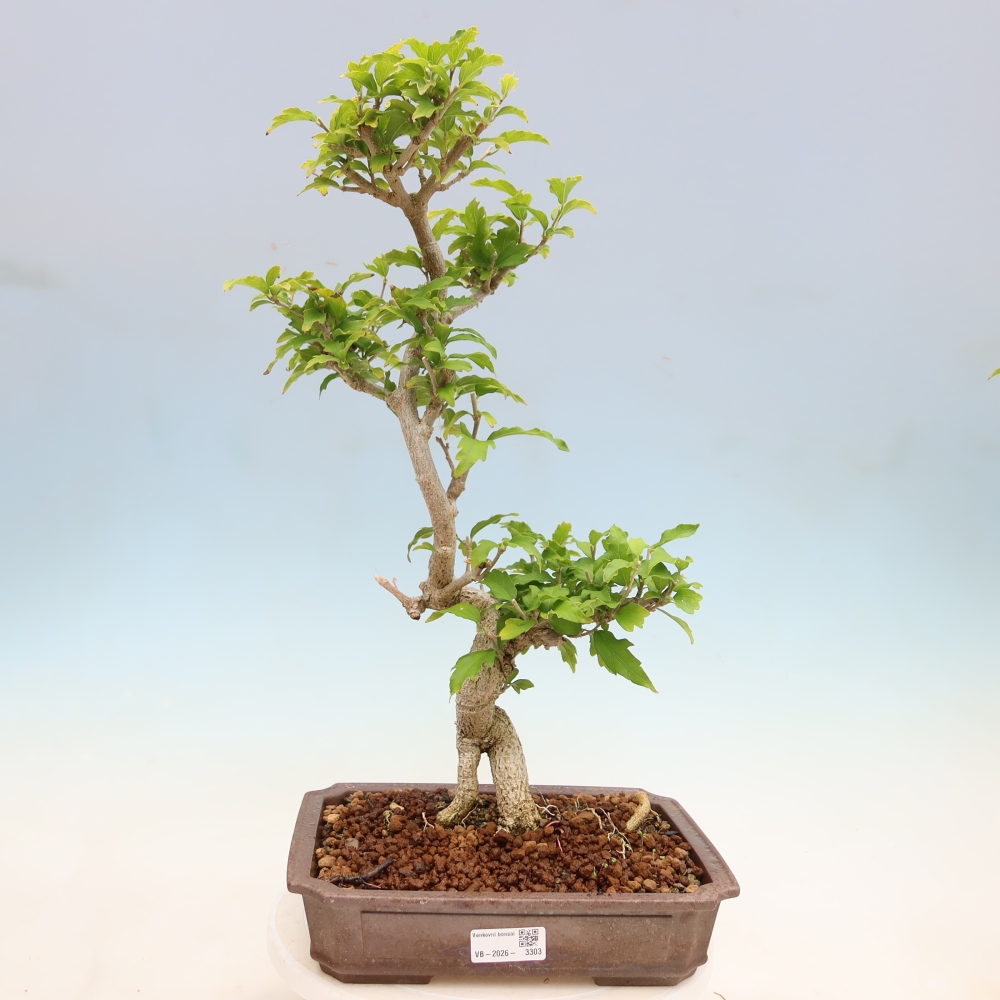 Bonsai ogrodowe – Hibiscus syriacus – hibiskus syryjski