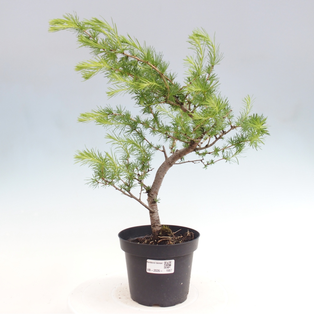Bonsai zewnętrzne - Larix decidua - Modrzew