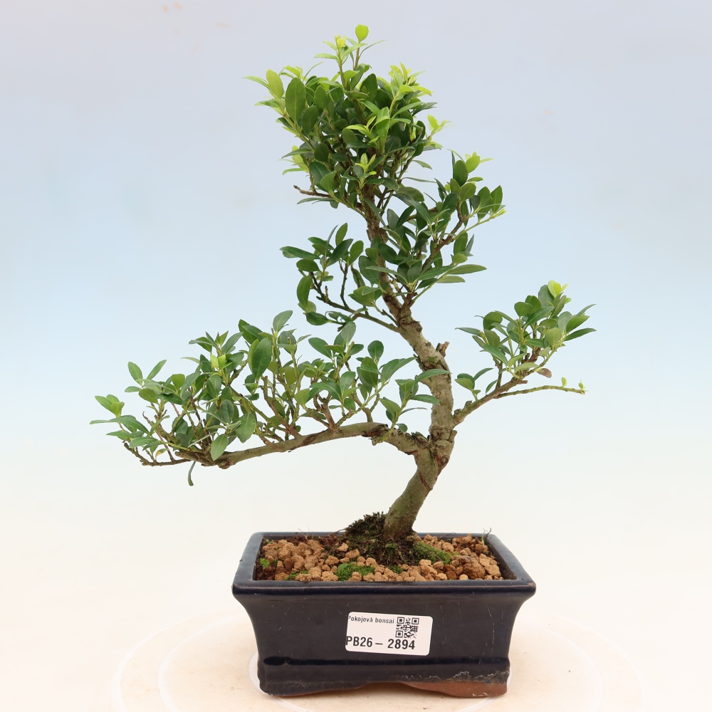 Pokój bonsai - Ilex crenata - Ostrokrzew