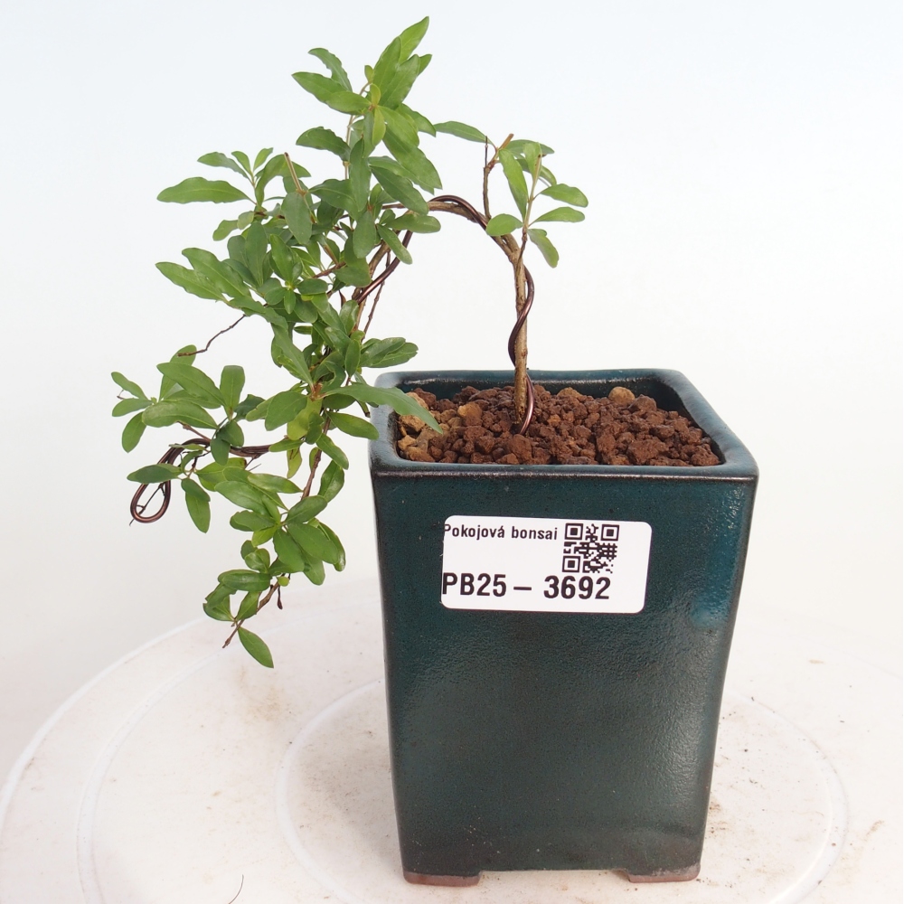 Pokój bonsai - PUNICA granatum nana - jabłko granatu