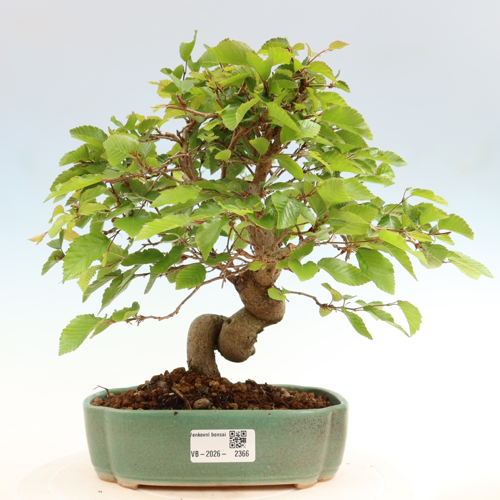 Outdoor bonsai - Carpinus coreana - grab koreański