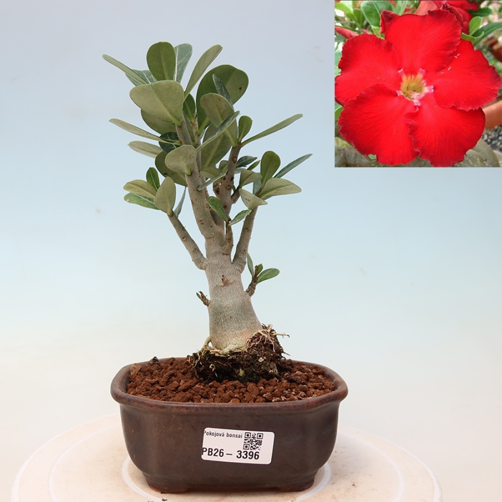 Bonsai pokojowe – Adenium obesum Red Star – Róża pustynna