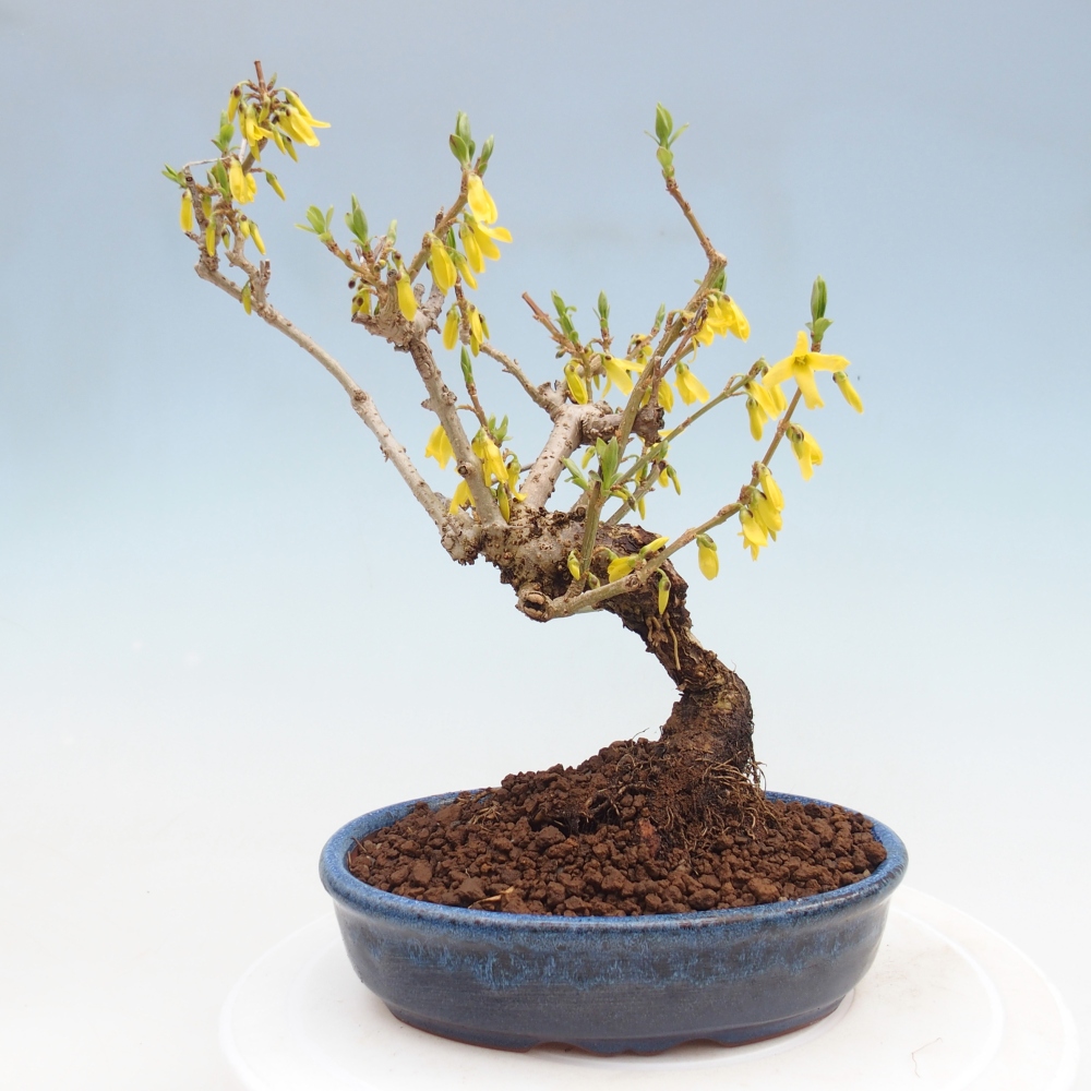 Outdoor bonsai - Zlatice - Forsycja koreańska