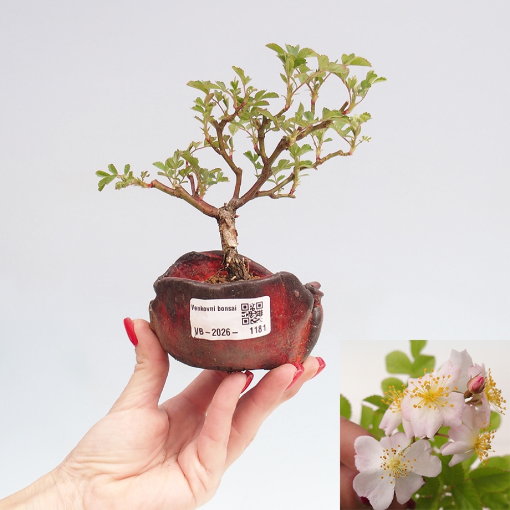 Outdoor bonsai - Rosa sp. - róża drobnokwiatowa