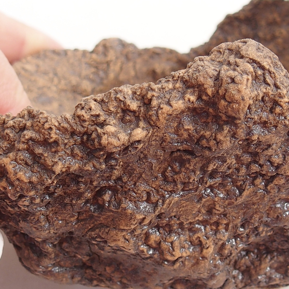 Muszla ceramiczna 10 x 8 x 9 cm, kolor brązowy