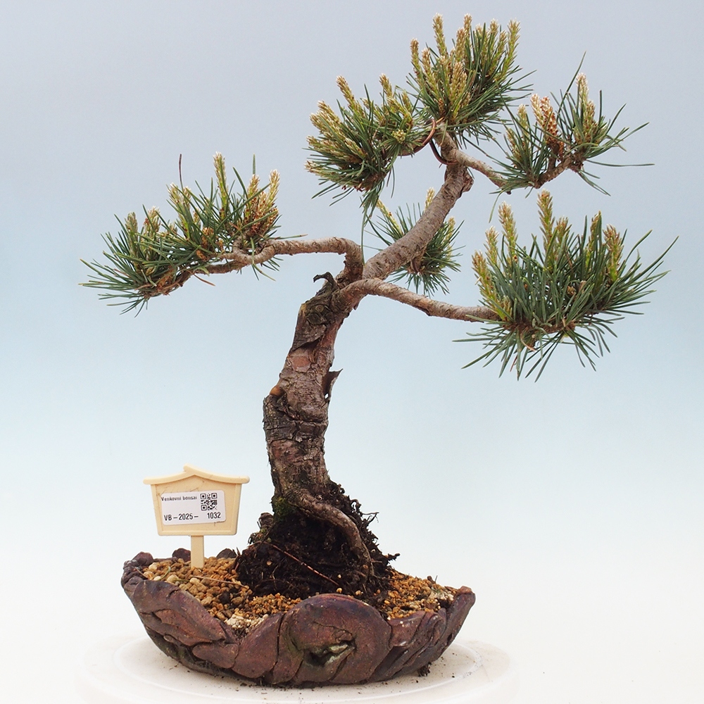 Outdoor bonsai - Pinus Sylvestris - sosna zwyczajna