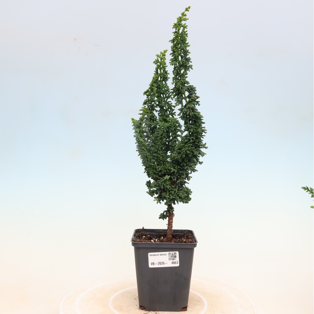 Bonsai zewnętrzne - Cham. obtusa SEKKA HINOKI - Cyprys