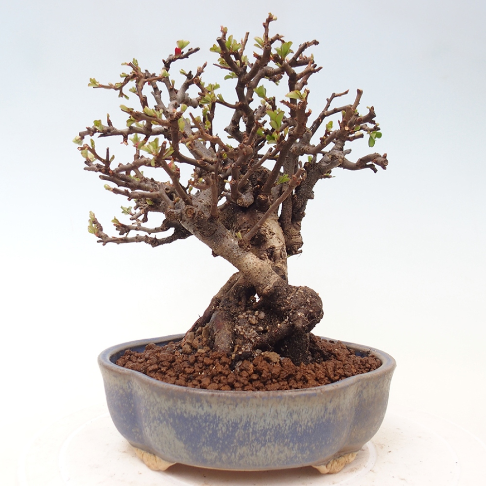 Bonsai zewnętrzne - Chaneomeles speciosa - Pigwa