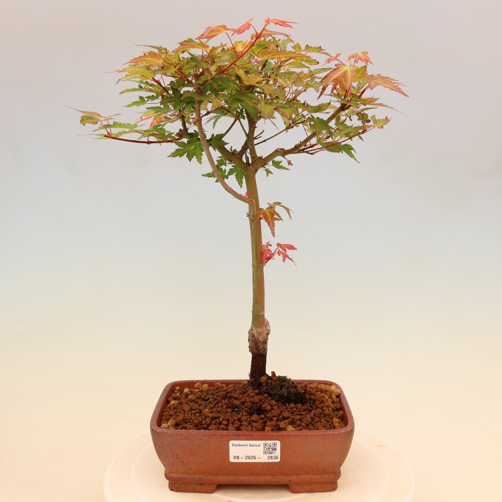Klon pospolity - Acer palmatum Beni Tsukasa