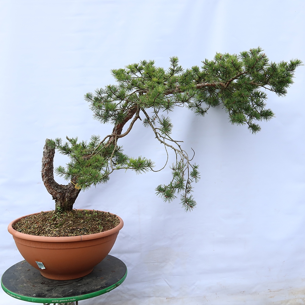 Pinus sylvestris Hiszpania – sosna zwyczajna